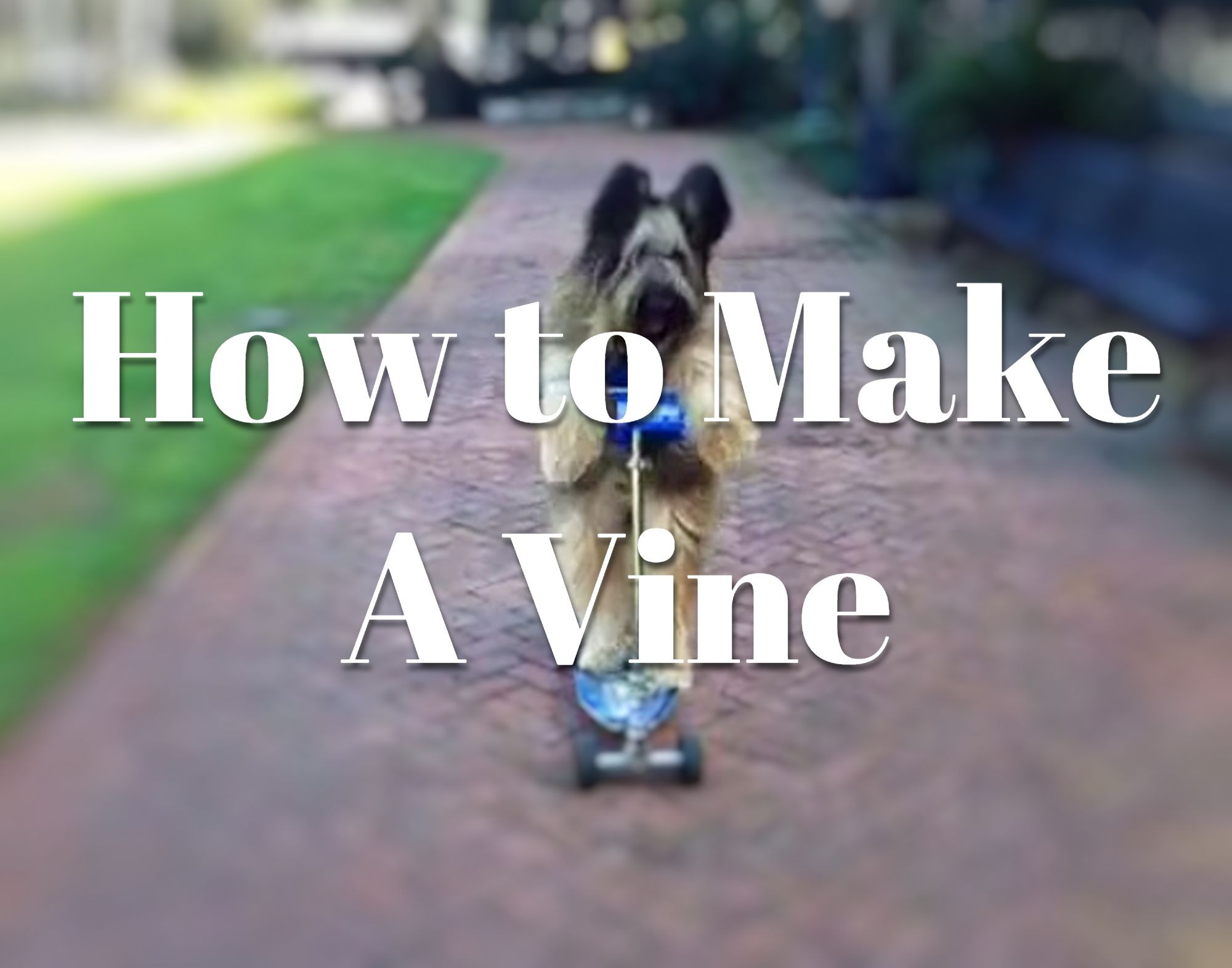 how to make a vine